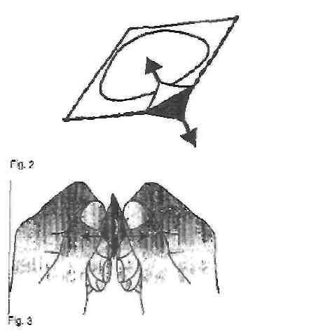 Schema che mostra una sezione trasversale di un dente con indicazione della polpa dentale e delle radici inferiori e superiori