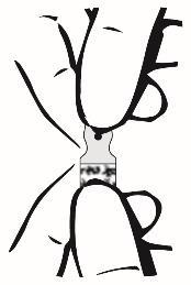 Schema di un vaso sanguigno con diramazioni multiple e un