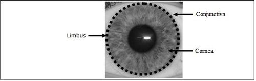 Occhio umano con indicazioni di congiuntiva, cornea e limbo evidenziati da frecce e cerchi punteggiati