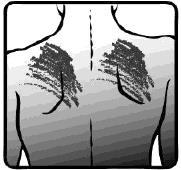 Schiena di una persona con indicazione delle aree per l